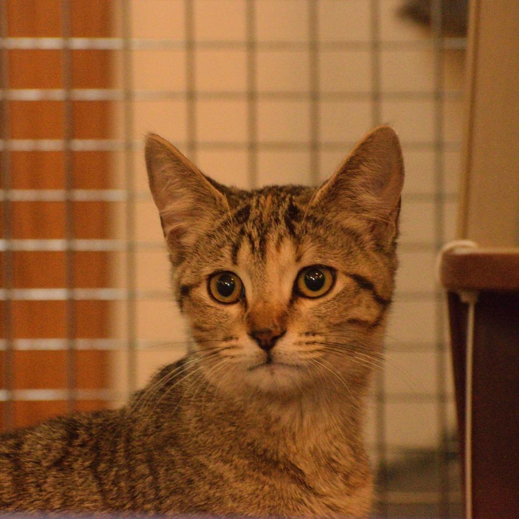 Loona, an adoptable Domestic Short Hair in Bismarck, ND, 58507 | Photo Image 5