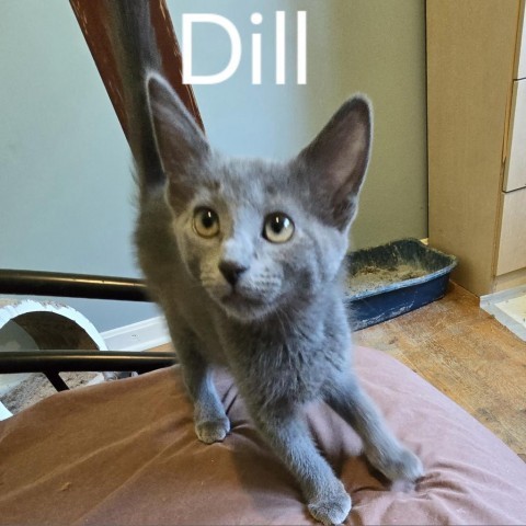 Sova Kittens: Dill