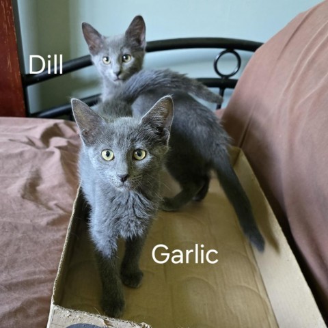 Sova Kittens: Dill