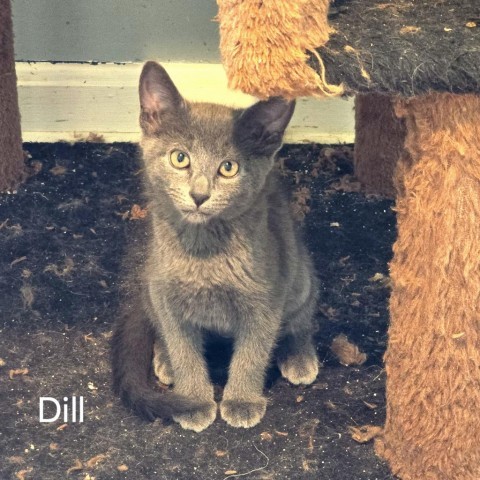 Sova Kittens: Dill 2