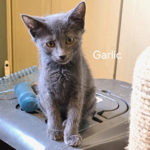 Sova Kittens: Garlic