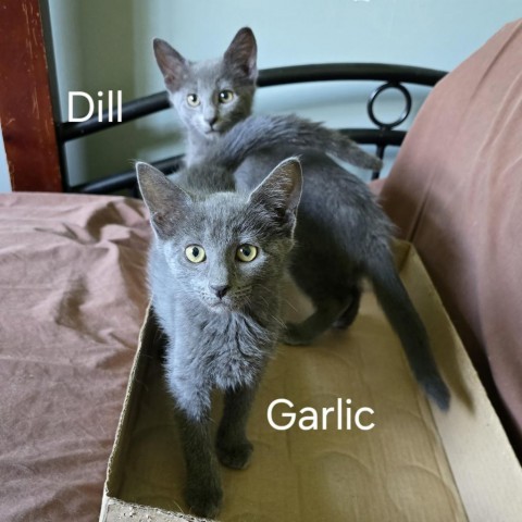 Sova Kittens: Garlic 3