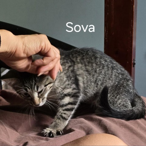 Sova 2