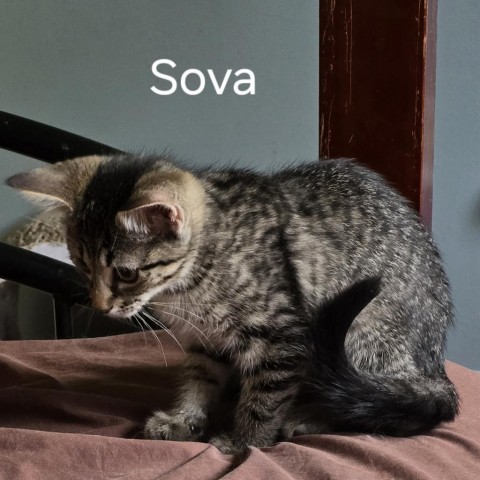 Sova 3