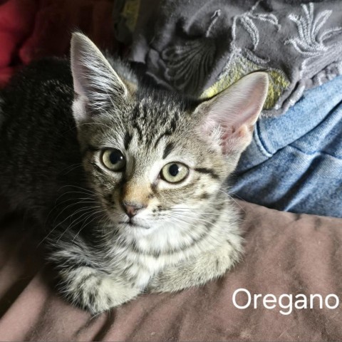 Sova Kittens: Oregano