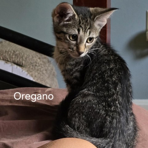 Sova Kittens: Oregano