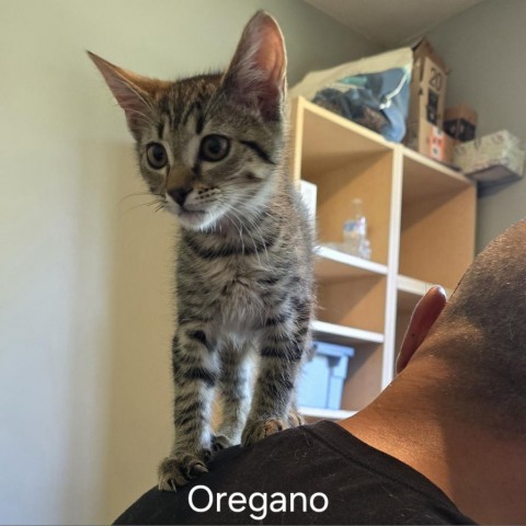 Sova Kittens: Oregano