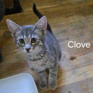 Sova Kittens: Clove