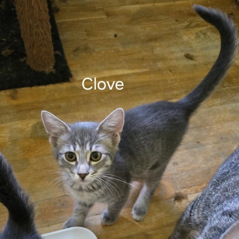 Sova Kittens: Clove