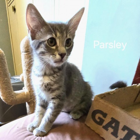 Sova Kittens: Parsley