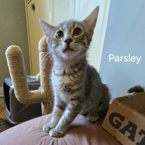 Sova Kittens: Parsley 2