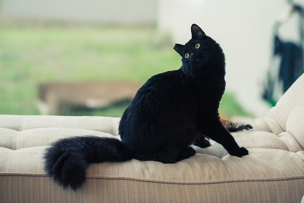Suki aka Pumyra