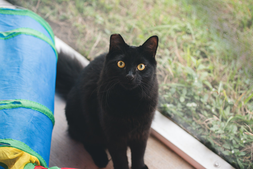 Suki aka Pumyra