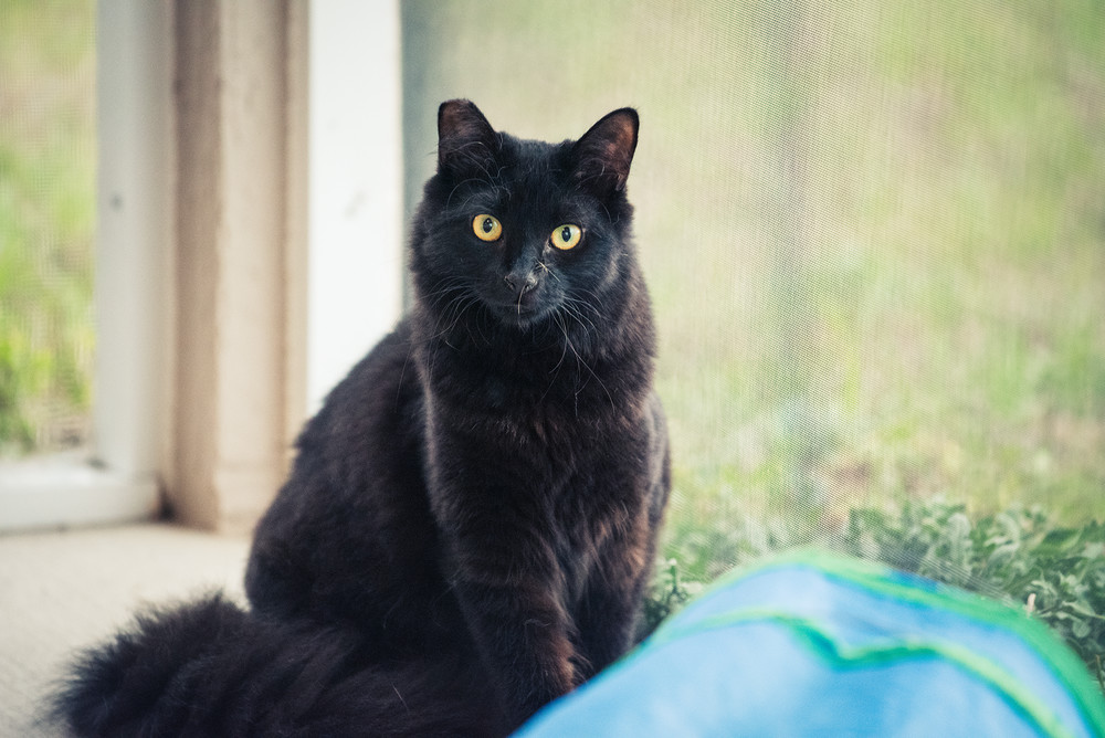 Suki aka Pumyra