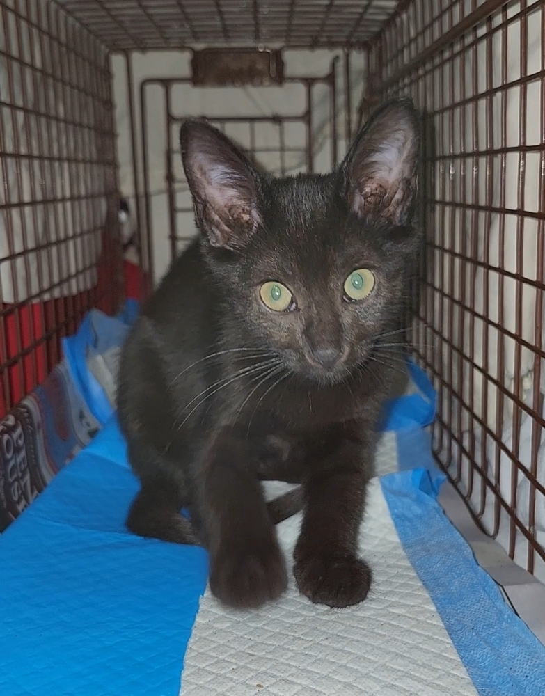 Suki aka Pumyra