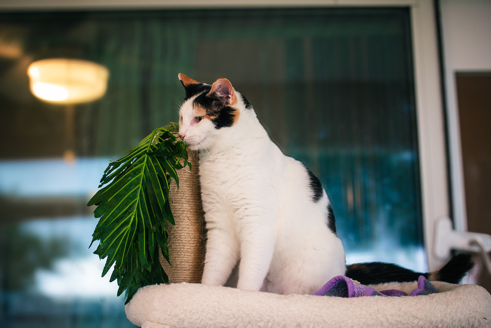 Lily aka Jaga