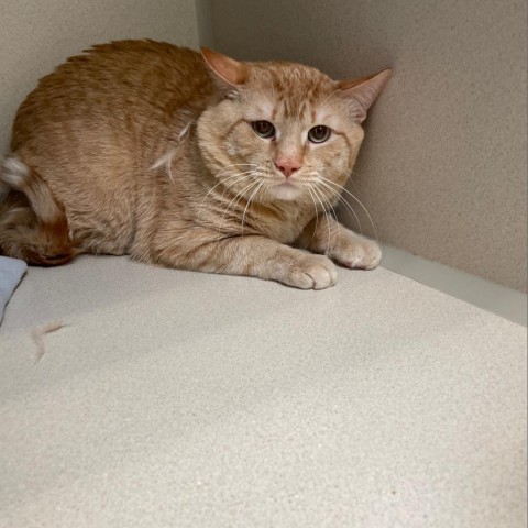 Tiger, an adoptable Domestic Short Hair in Great Falls, MT, 59404 | Photo Image 2