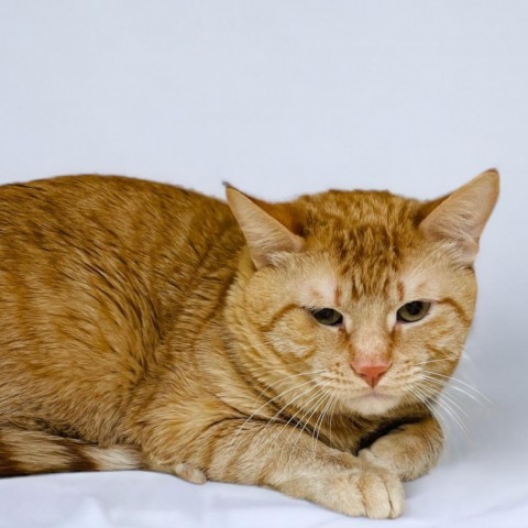 Tiger, an adoptable Domestic Short Hair in Great Falls, MT, 59404 | Photo Image 3