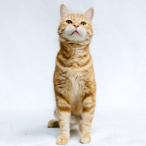 Tigger, an adoptable Domestic Short Hair in Great Falls, MT, 59404 | Photo Image 1