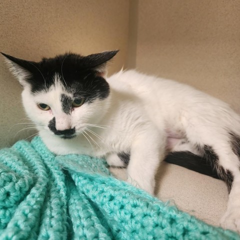 Pepper, an adoptable Domestic Short Hair in Great Falls, MT, 59404 | Photo Image 1