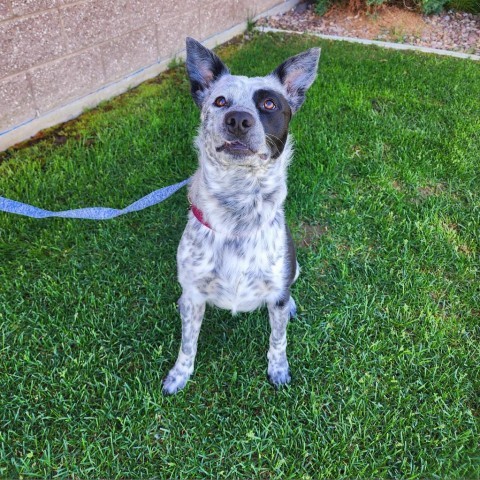 Grogu, an adoptable Mixed Breed in Great Falls, MT, 59404 | Photo Image 1