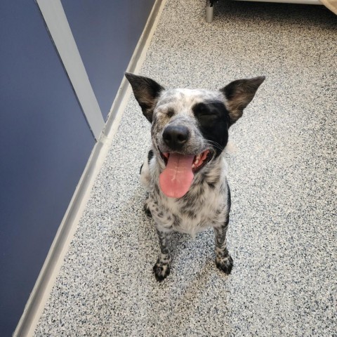 Grogu, an adoptable Mixed Breed in Great Falls, MT, 59404 | Photo Image 2