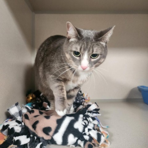 Tinkerbell, an adoptable Domestic Short Hair in Great Falls, MT, 59404 | Photo Image 1