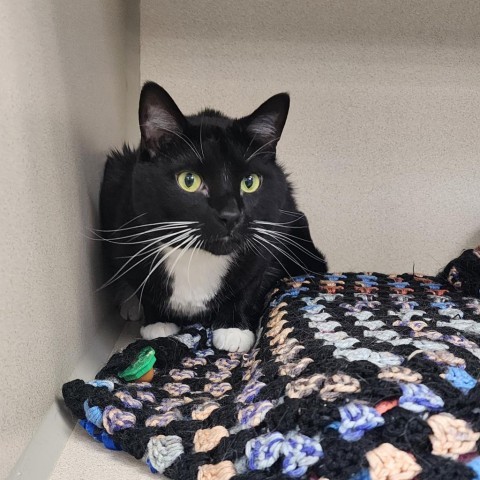 Sparrow, an adoptable Domestic Short Hair in Great Falls, MT, 59404 | Photo Image 1