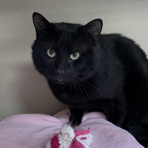 Quill, an adoptable Domestic Short Hair in Great Falls, MT, 59404 | Photo Image 1