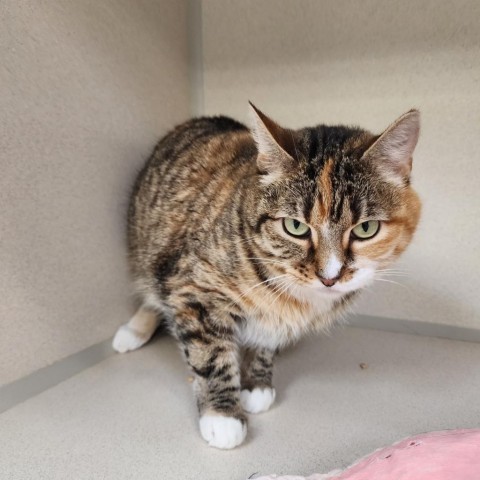 Lola, an adoptable Domestic Short Hair in Great Falls, MT, 59404 | Photo Image 1