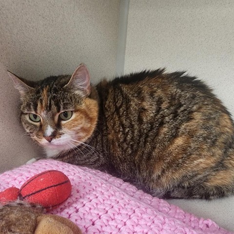 Lola, an adoptable Domestic Short Hair in Great Falls, MT, 59404 | Photo Image 2