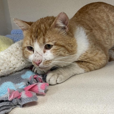 Banksy, an adoptable Domestic Short Hair in Great Falls, MT, 59404 | Photo Image 3