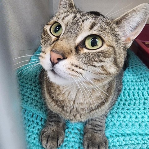 Pop Tart, an adoptable Domestic Short Hair in Great Falls, MT, 59404 | Photo Image 1