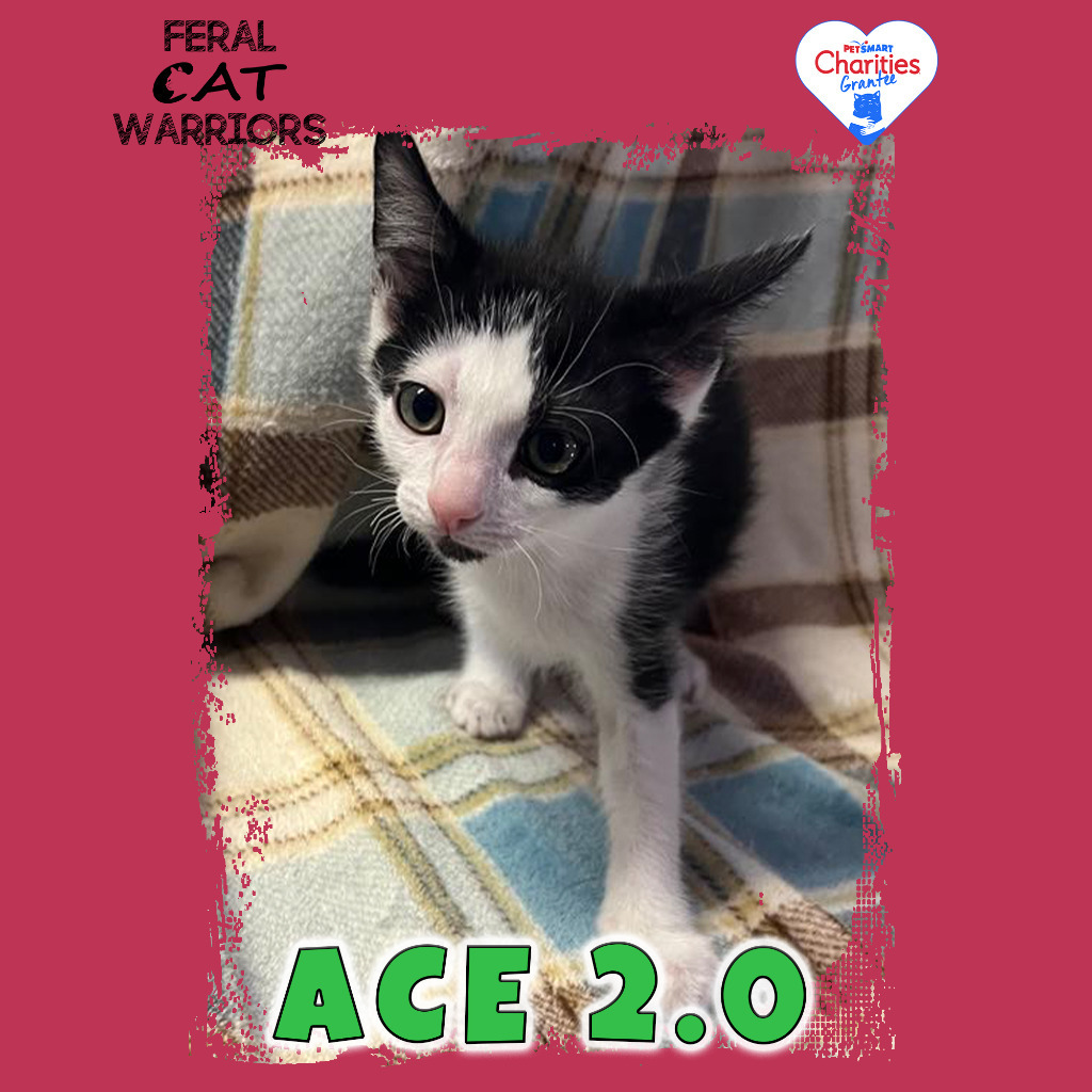 Ace 2.0, an adoptable Domestic Short Hair in Kingman, AZ, 86401 | Photo Image 1