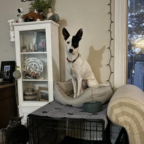 Jensen, an adoptable Australian Cattle Dog / Blue Heeler in Brainerd, MN, 56401 | Photo Image 2