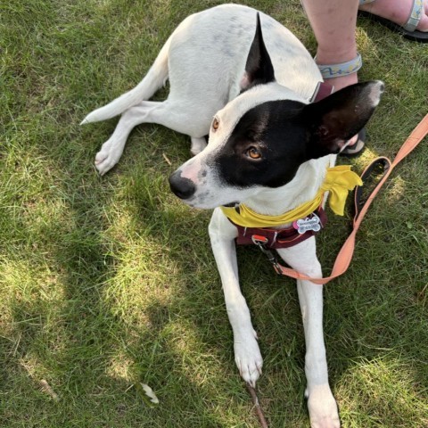 Jensen, an adoptable Australian Cattle Dog / Blue Heeler in Brainerd, MN, 56401 | Photo Image 2