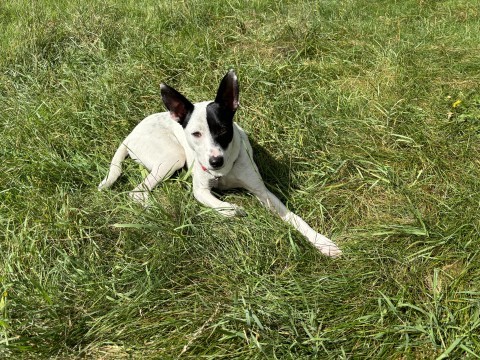 Jensen, an adoptable Australian Cattle Dog / Blue Heeler in Brainerd, MN, 56401 | Photo Image 3