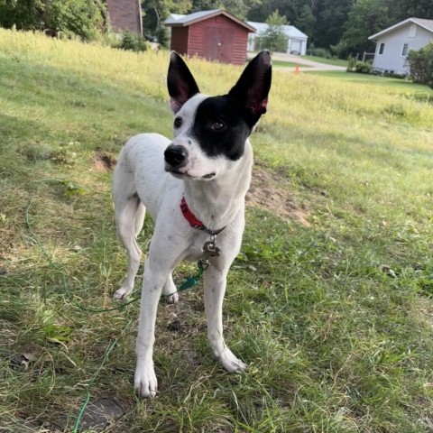 Jensen, an adoptable Australian Cattle Dog / Blue Heeler in Brainerd, MN, 56401 | Photo Image 3