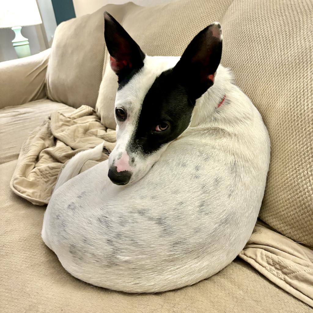 Jensen, an adoptable Australian Cattle Dog / Blue Heeler in Sauk Rapids, MN, 56379 | Photo Image 3