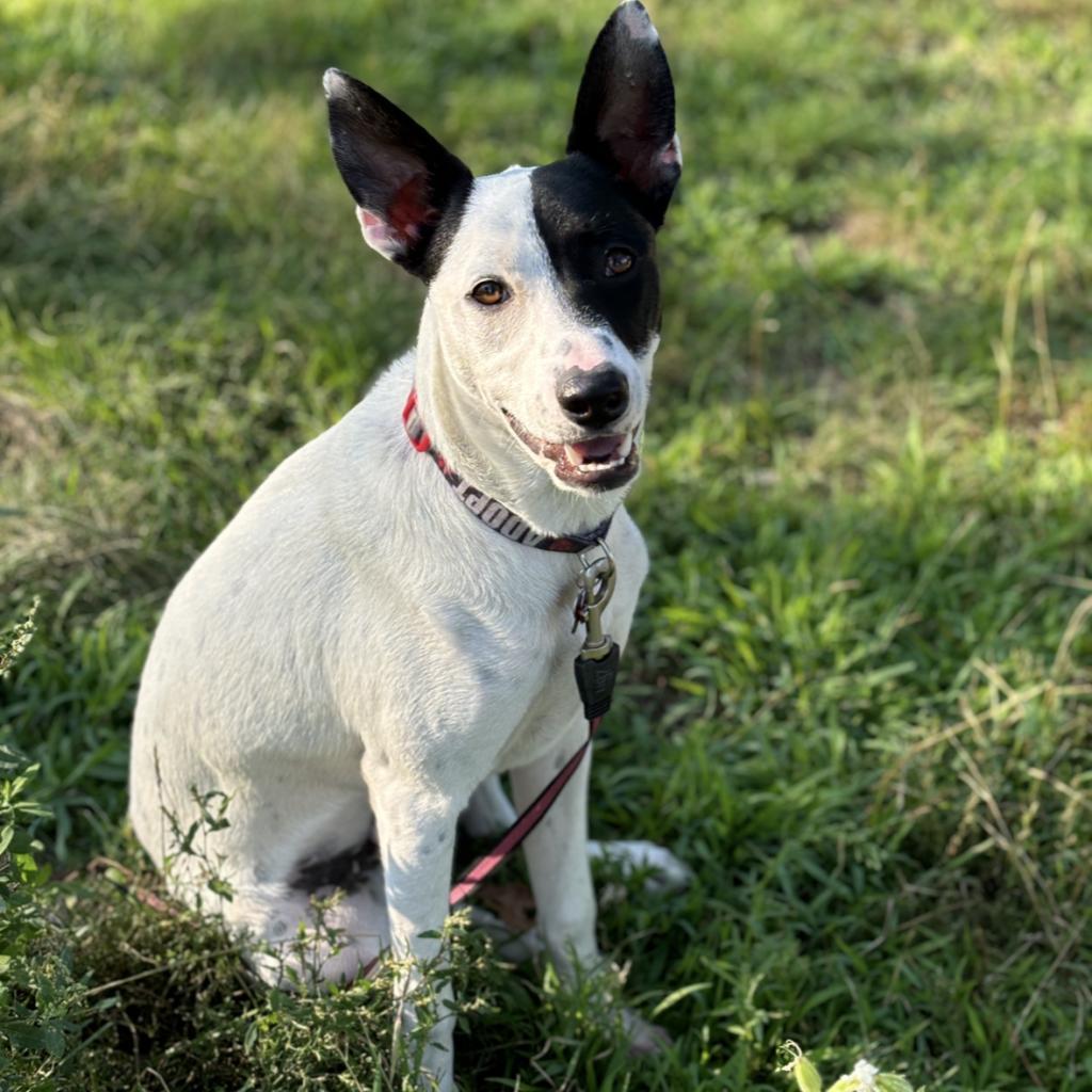 Jensen, an adoptable Australian Cattle Dog / Blue Heeler in Sauk Rapids, MN, 56379 | Photo Image 4