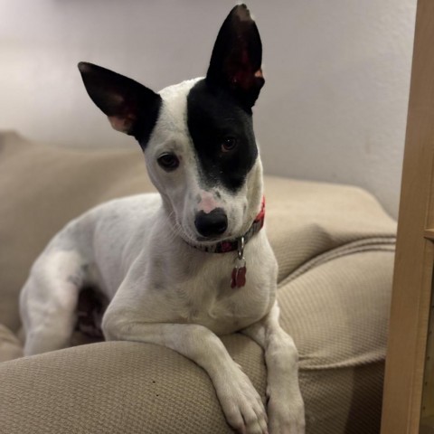 Jensen, an adoptable Australian Cattle Dog / Blue Heeler in Brainerd, MN, 56401 | Photo Image 5