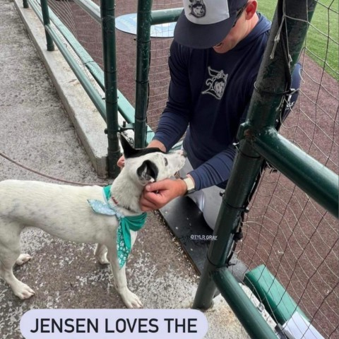 Jensen, an adoptable Australian Cattle Dog / Blue Heeler in Brainerd, MN, 56401 | Photo Image 6