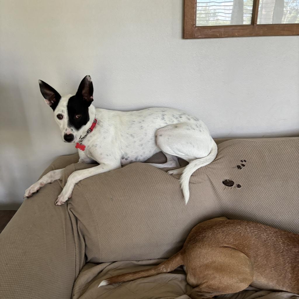 Jensen, an adoptable Australian Cattle Dog / Blue Heeler in Sauk Rapids, MN, 56379 | Photo Image 6