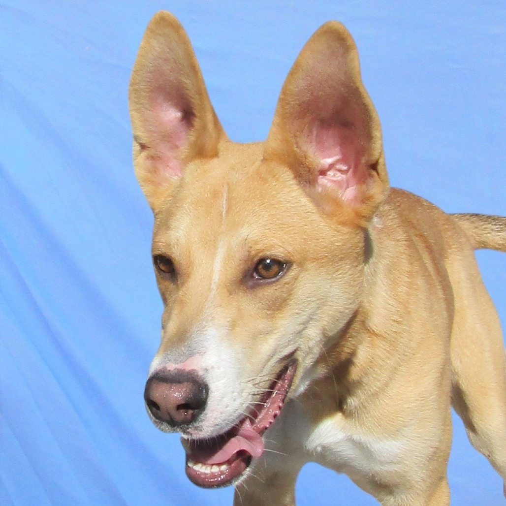 Ella, an adoptable Mixed Breed in Las Cruces, NM, 88012 | Photo Image 1