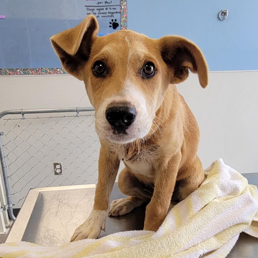 Ella, an adoptable Mixed Breed in Las Cruces, NM, 88012 | Photo Image 3