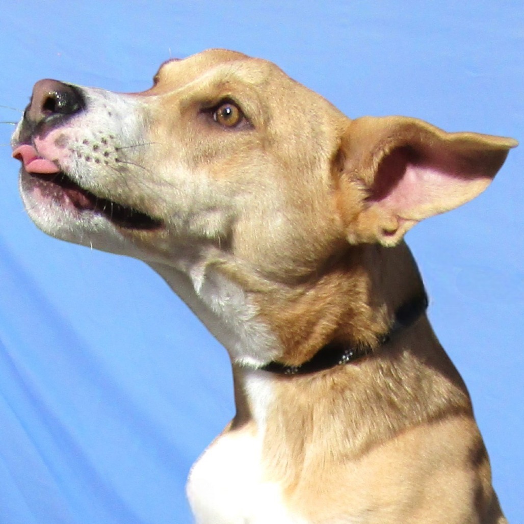 Ella, an adoptable Mixed Breed in Las Cruces, NM, 88012 | Photo Image 4