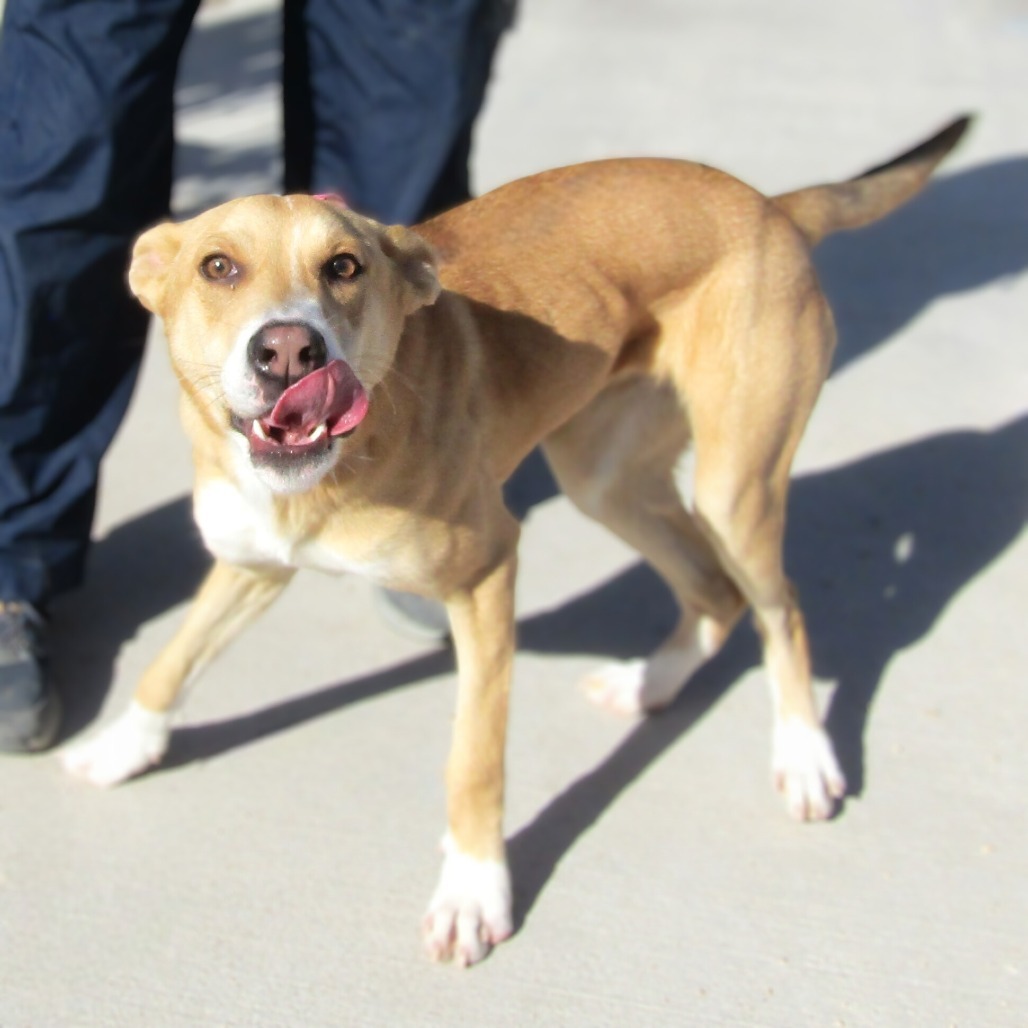 Ella, an adoptable Mixed Breed in Las Cruces, NM, 88012 | Photo Image 5