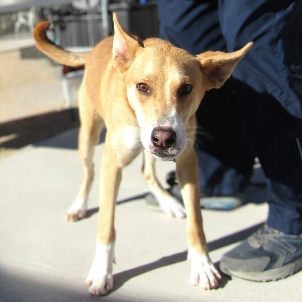 Ella, an adoptable Mixed Breed in Las Cruces, NM, 88012 | Photo Image 6