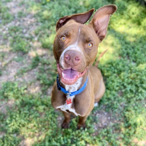 Ranger Rick, an adoptable Labrador Retriever, Pit Bull Terrier in Glenwood Springs, CO, 81601 | Photo Image 1