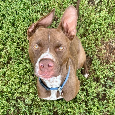 Ranger Rick, an adoptable Labrador Retriever, Pit Bull Terrier in Glenwood Springs, CO, 81601 | Photo Image 2